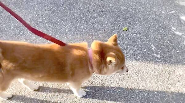 散歩終盤になるとわかりやすくトボトボ 時間稼ぎでゆっくり歩きになっちゃう柴犬さんの愛おしさよ 動画 21年3月24日 エキサイトニュース