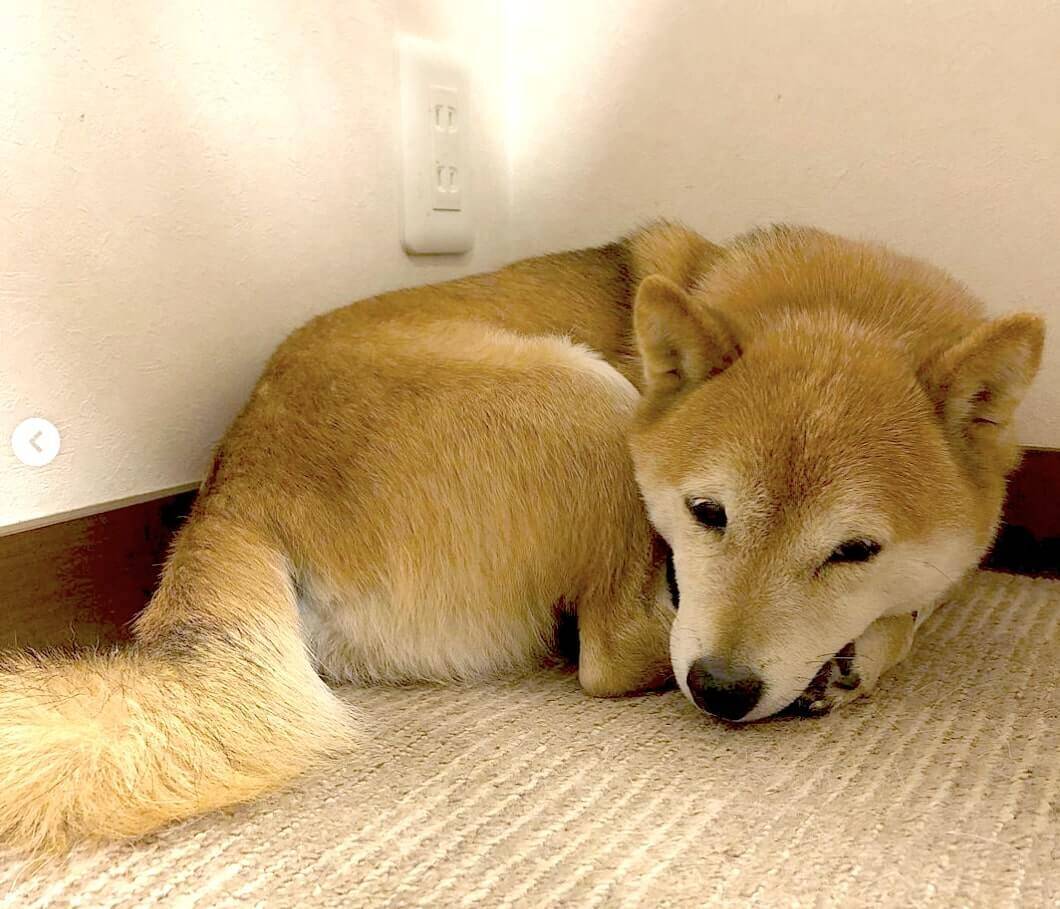 “ベッドの下侵入罪”で怒られた柴犬赤ちゃん。拗ねてしょげて自ら棚の隙間で反省中。こんなのもう秒で許す【動画あり】