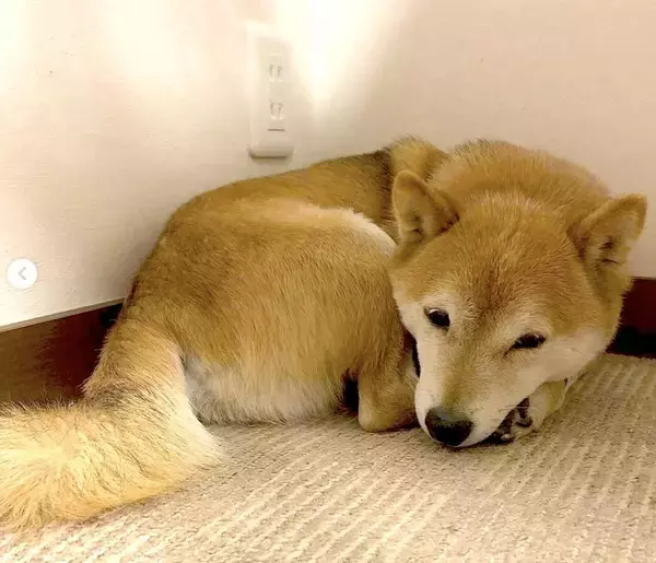 「“ベッドの下侵入罪”で怒られた柴犬赤ちゃん。拗ねてしょげて自ら棚の隙間で反省中。こんなのもう秒で許す【動画あり】」の画像