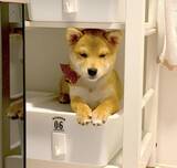 「“ベッドの下侵入罪”で怒られた柴犬赤ちゃん。拗ねてしょげて自ら棚の隙間で反省中。こんなのもう秒で許す【動画あり】」の画像1