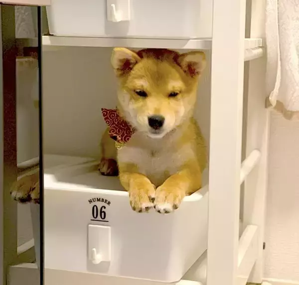 “ベッドの下侵入罪”で怒られた柴犬赤ちゃん。拗ねてしょげて自ら棚の隙間で反省中。こんなのもう秒で許す【動画あり】