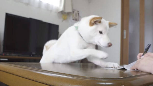 ﾆｺﾘ あの手この手でかまちょ攻撃 遂に勝ち取った飼い主さんの膝で したり顔 になった柴犬が超いい顔してた 動画 21年3月29日 エキサイトニュース