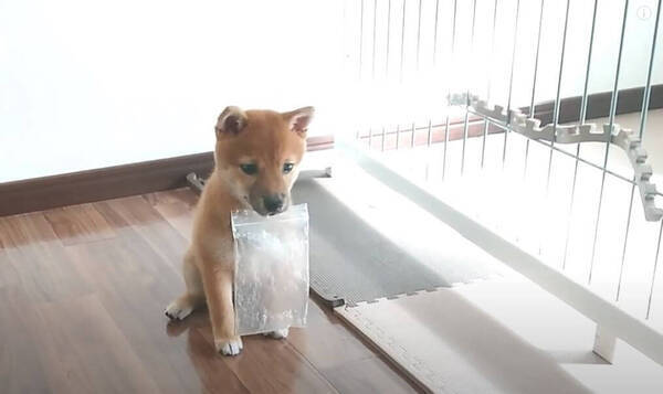 世界一可愛いビニール袋の強奪犯 こんな姿で人質を見せられたらもうたまらん こりゃ手強いぞ 動画 21年4月4日 エキサイトニュース 世界一可愛いビニール袋の強奪犯 こんな姿で人質を見せられたらもうたまらん こりゃ手強いぞ 動画 21年4月4日 エキサイトニュース