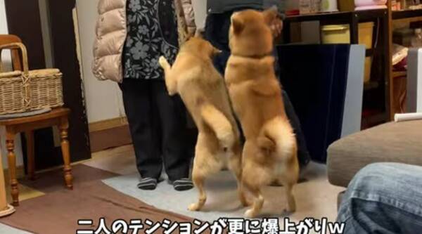 どこ行ってたの ほんの30分外出しただけでコレ やっぱ柴犬のこの健気さしか勝たん ほっこり動画 21年4月2日 エキサイトニュース