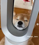 「（ﾎﾟｹ-…）あの有名家電にアゴを置いてうっとりリラックスする柴犬さん。場所のチョイスがクセつよ。【動画】」の画像1