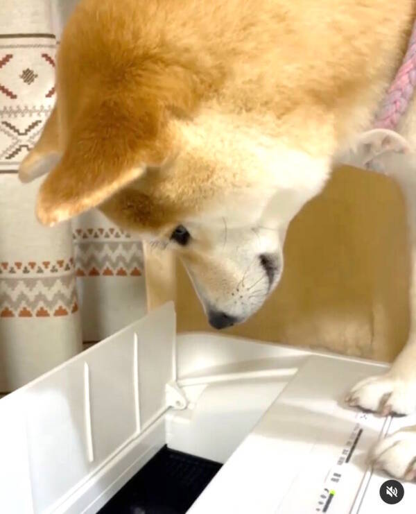 空気清浄機の風が不思議で 首を傾げてジーッ 見るほど が止まらない柴犬にこっちはキュンが止まらない 動画 21年3月31日 エキサイトニュース
