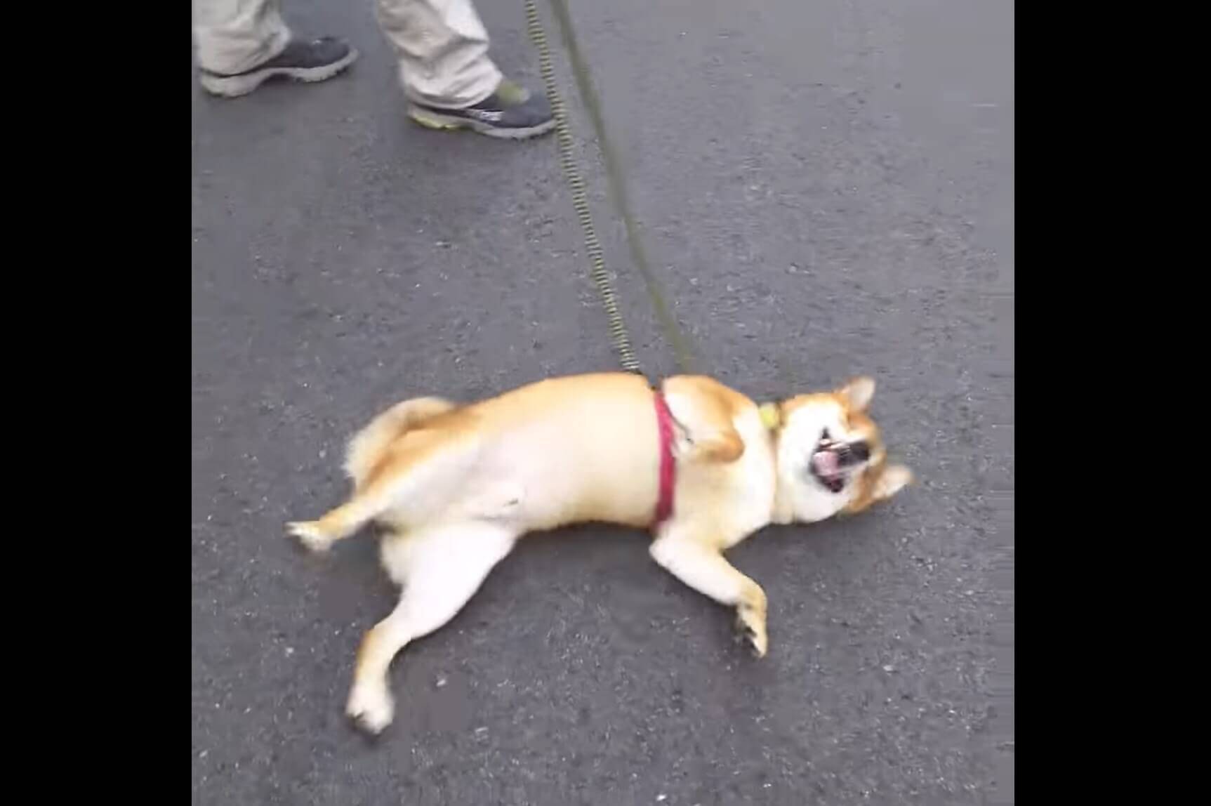 道路で急にゴロゴロ転がるクセがある柴犬と それを静かに待ってくれるお友達柴犬との温度差がジワる 動画 21年4月14日 エキサイトニュース