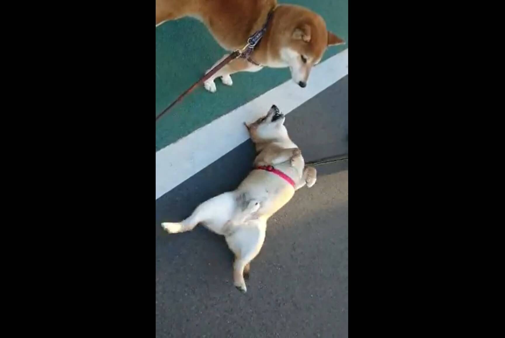 道路で急にゴロゴロ転がるクセがある柴犬と それを静かに待ってくれるお友達柴犬との温度差がジワる 動画 21年4月14日 エキサイトニュース