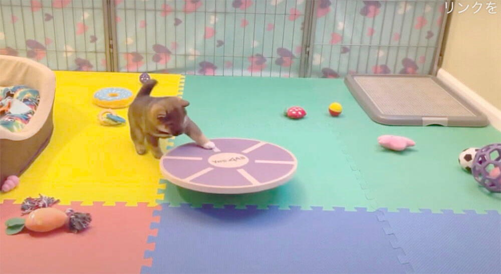 （ﾊﾟｼ…）柴犬赤ちゃんが犬生初『バランスボード』を目撃。ハテナ漏れまくりの反応が最強カワ。【動画】