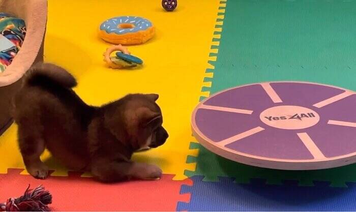 （ﾊﾟｼ…）柴犬赤ちゃんが犬生初『バランスボード』を目撃。ハテナ漏れまくりの反応が最強カワ。【動画】