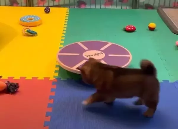 （ﾊﾟｼ…）柴犬赤ちゃんが犬生初『バランスボード』を目撃。ハテナ漏れまくりの反応が最強カワ。【動画】