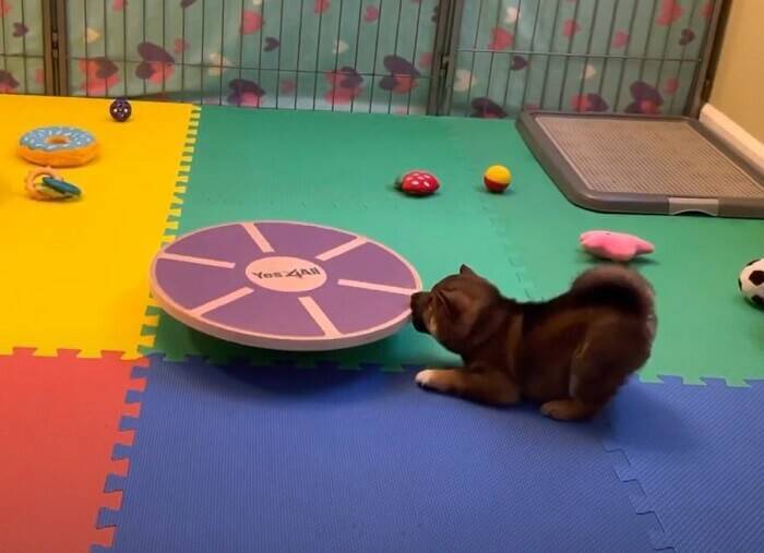 （ﾊﾟｼ…）柴犬赤ちゃんが犬生初『バランスボード』を目撃。ハテナ漏れまくりの反応が最強カワ。【動画】