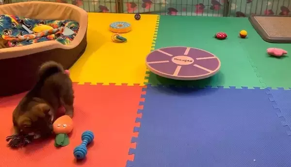 「（ﾊﾟｼ…）柴犬赤ちゃんが犬生初『バランスボード』を目撃。ハテナ漏れまくりの反応が最強カワ。【動画】」の画像