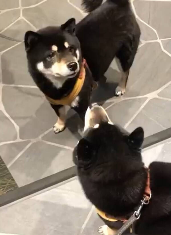 今日も美しいわね 鏡を見て優しく微笑む柴犬さん もしや自分の可愛さにウットリだって 動画あり 21年4月14日 エキサイトニュース 今日も美しいわね 鏡を見て優しく微笑む柴犬さん もしや自分の可愛さにウットリだって 動画あり 21年4月14日 エキサイトニュース