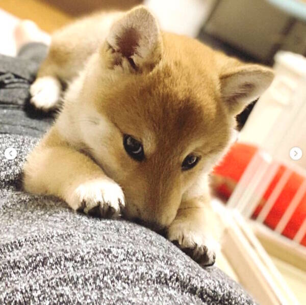 うるうるのキュルン顔 からのアゴ乗せして飼い主を見つめた あざと可愛い系 柴犬のおねだりに 負けた 動画あり 21年4月17日 エキサイトニュース