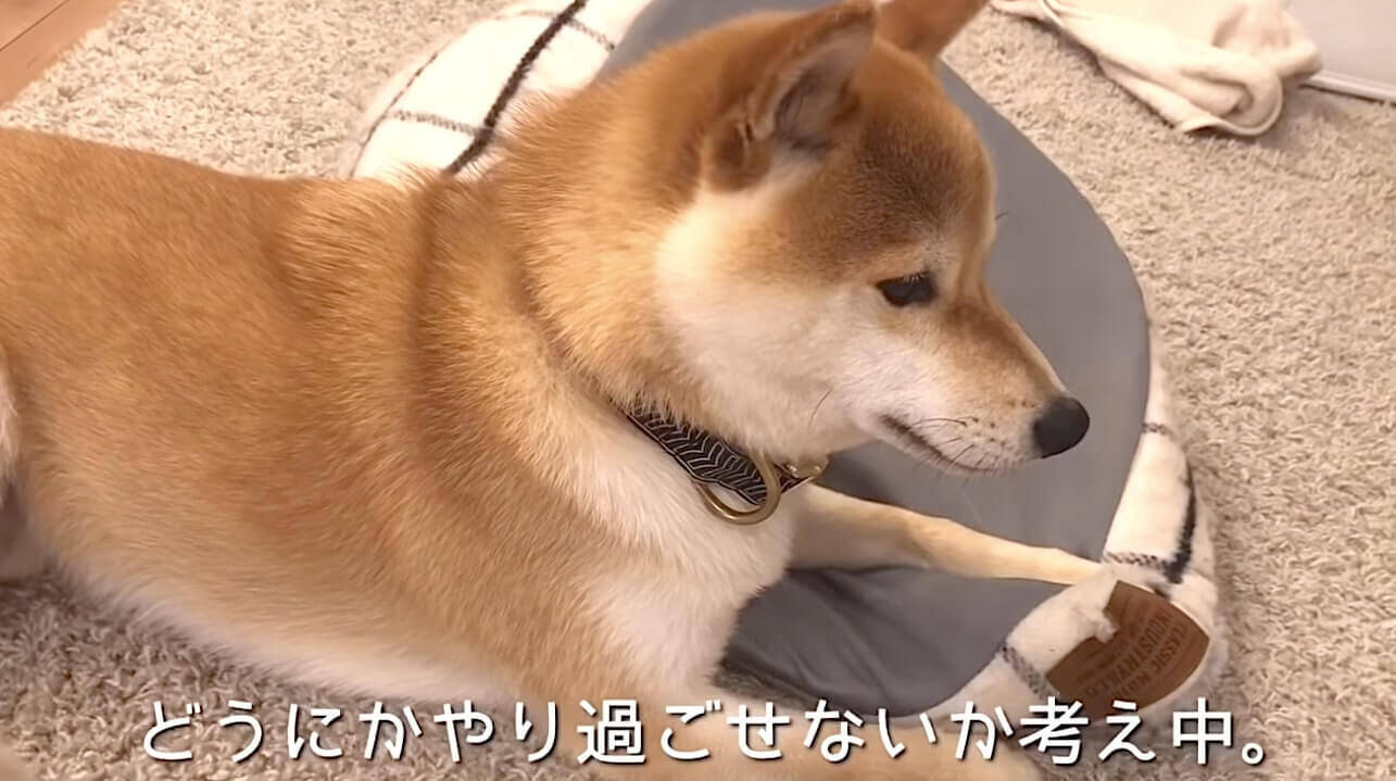 机の下からニョキッと顔だけ出して落ちてる柴犬さん もう色んな意味でレベル高すぎだろ 動画 21年4月15日 エキサイトニュース 2 2