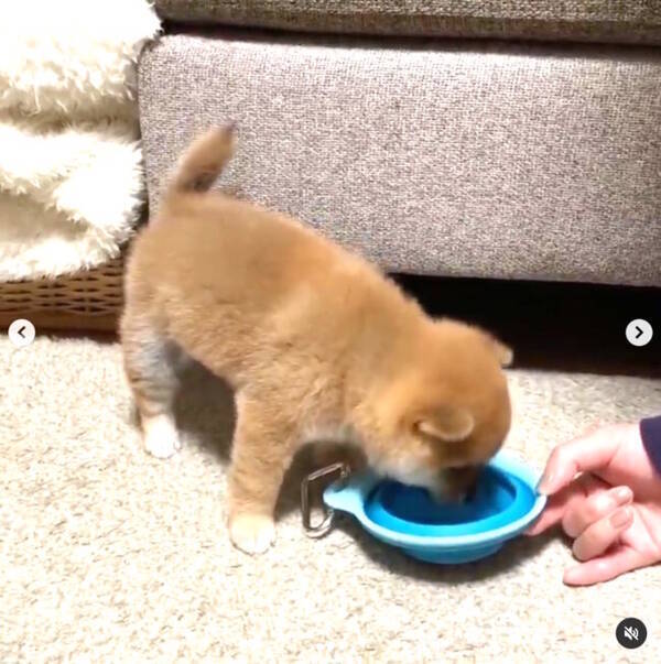 ﾍﾟﾛﾍﾟﾛ お水が美味しいことを発見 すかさず立っち しっぽもピーンと立った柴犬パピーが最強可愛いです 動画 21年4月18日 エキサイトニュース