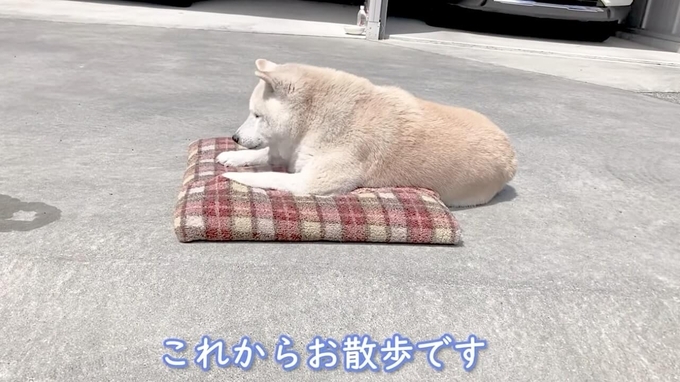 柴犬クッション を巡る攻防 娘さんが全身で楽しんでいると 突然 年8月1日 エキサイトニュース