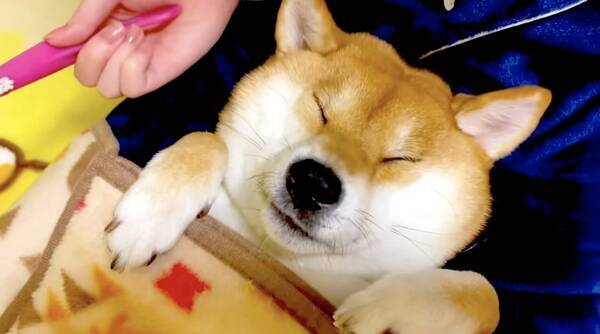 キリッ 歯みがき前 めちゃくちゃ良い子に寝そべって待機中の柴犬が もう人間の子どもにしか見えないよ 動画 21年4月18日 エキサイトニュース キリッ 歯みがき前 めちゃくちゃ良い子に寝そべって待機中の柴犬が もう人間の子どもにしか見えないよ 動画 21年4月18日 エキサイトニュース