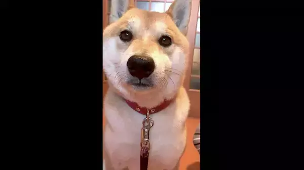 「ご飯準備中のママの横で『何となくいるだけ感』を出す柴犬の“お耳レーダー”がフル稼働でピコピコ…はい可愛い【動画】」の画像
