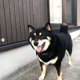「【アカン】好きではない人に抱っこされた時の柴犬さんの顔が、子供には見せちゃいけないレベルの「無」だった」の画像3