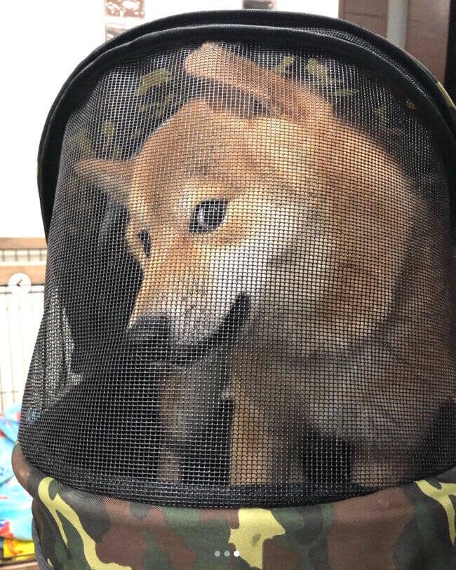 【アカン】好きではない人に抱っこされた時の柴犬さんの顔が、子供には見せちゃいけないレベルの「無」だった