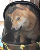 「【アカン】好きではない人に抱っこされた時の柴犬さんの顔が、子供には見せちゃいけないレベルの「無」だった」の画像2