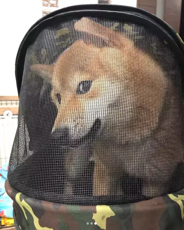 「【アカン】好きではない人に抱っこされた時の柴犬さんの顔が、子供には見せちゃいけないレベルの「無」だった」の画像