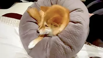 哀愁も悲壮感も強すぎて見ていられない 雨の日のお散歩が嫌すぎる柴犬 わかりやすく落ち込み中 動画あり 年7月11日 エキサイトニュース