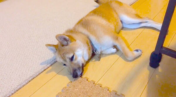 ぐぅーzzz チラッ ハウスが嫌で狸寝入りしてごまかす柴犬 薄目あけてるとか賢いし憎めないし可愛すぎ 動画 21年4月24日 エキサイトニュース ぐぅーzzz チラッ ハウスが嫌で狸寝入りしてごまかす柴犬 薄目あけてるとか賢いし憎めないし可愛すぎ 動画 21年4月24日 エキサイトニュース