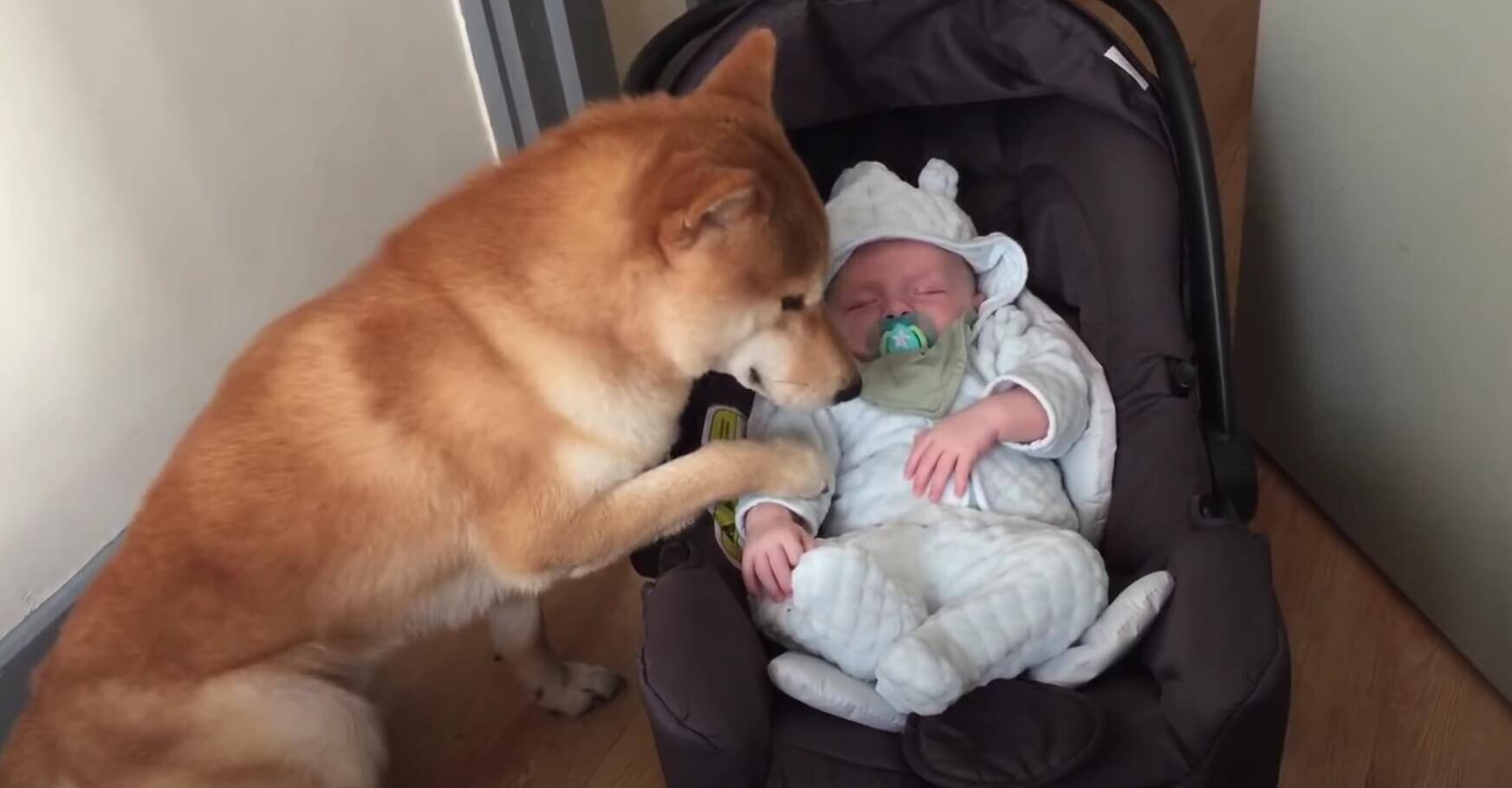 赤ちゃんに顔を寄せ ちゃんと寝てる とじっくり確認 そして側で寄り添い続ける柴犬の健気さにキュン 動画 21年4月27日 エキサイトニュース