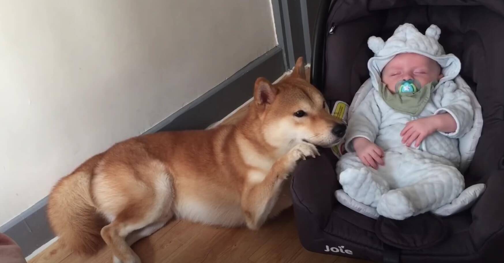 赤ちゃんに顔を寄せ「ちゃんと寝てる？」とじっくり確認。そして側で寄り添い続ける柴犬の健気さにキュン…【動画】