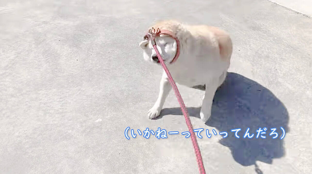 今日の散歩担当がパパだと知った柴犬 ママと行きたい の圧がすごすぎてただならぬ哀愁が イヤイヤ動画 21年4月25日 エキサイトニュース 2 2