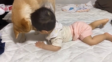大好きな柴犬を赤ちゃんがなでなで、柴犬はオムツチェックから遊び相手まで…相思相愛なコンビが超ほのぼのです。【動画】