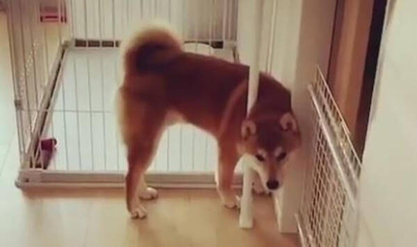 ママおか え 隙間にギュッと顔を突っ込み より近くまでお迎えに来てくれた柴犬さんが超健気 動画 21年4月25日 エキサイトニュース ママおか え 隙間にギュッと顔を突っ込み より近くまでお迎えに来てくれた柴犬さんが超健気 動画 21年4月25日 エキサイトニュース