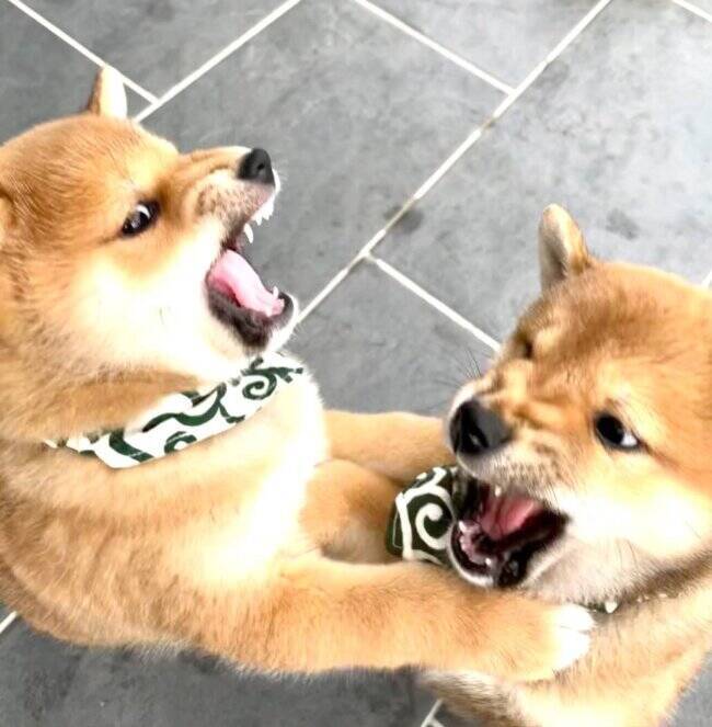 触るなでしゅ ボールを取られ激おこの柴犬パピーが 激おこなのに激カワ もう一体なにごとなのよ 21年5月9日 エキサイトニュース