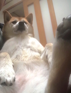 偉そうな態度でYouTubeを見る柴犬さんが、この度『偉そうな柴犬萌え』というジャンルを爆誕させた模様。