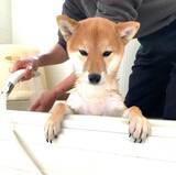 「注射のため動物病院に連れてこられた柴犬さんが、見てはいけないレベルの虚無感に襲われている模様…」の画像1