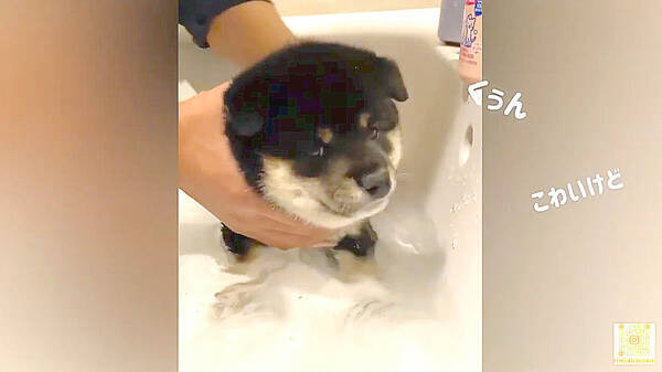 柴犬パピー初めてのお風呂！か細い声で「ｷｭﾝ…」の声も不安げな顔も、もう丸ごと全部尊い【動画】
