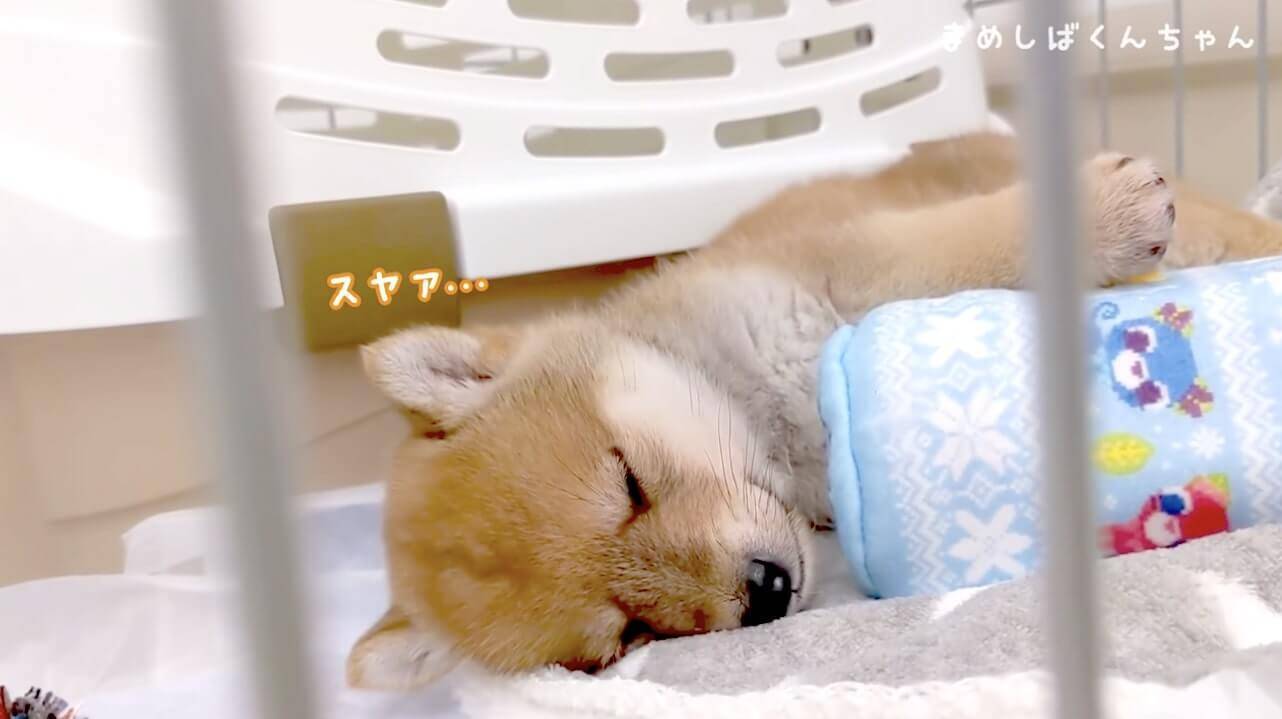 柴犬パピーの 伏せ練習 を見ていたつもりが ちっこいお尻しか見ていなかったことにハッとする動画 21年5月3日 エキサイトニュース 2 2