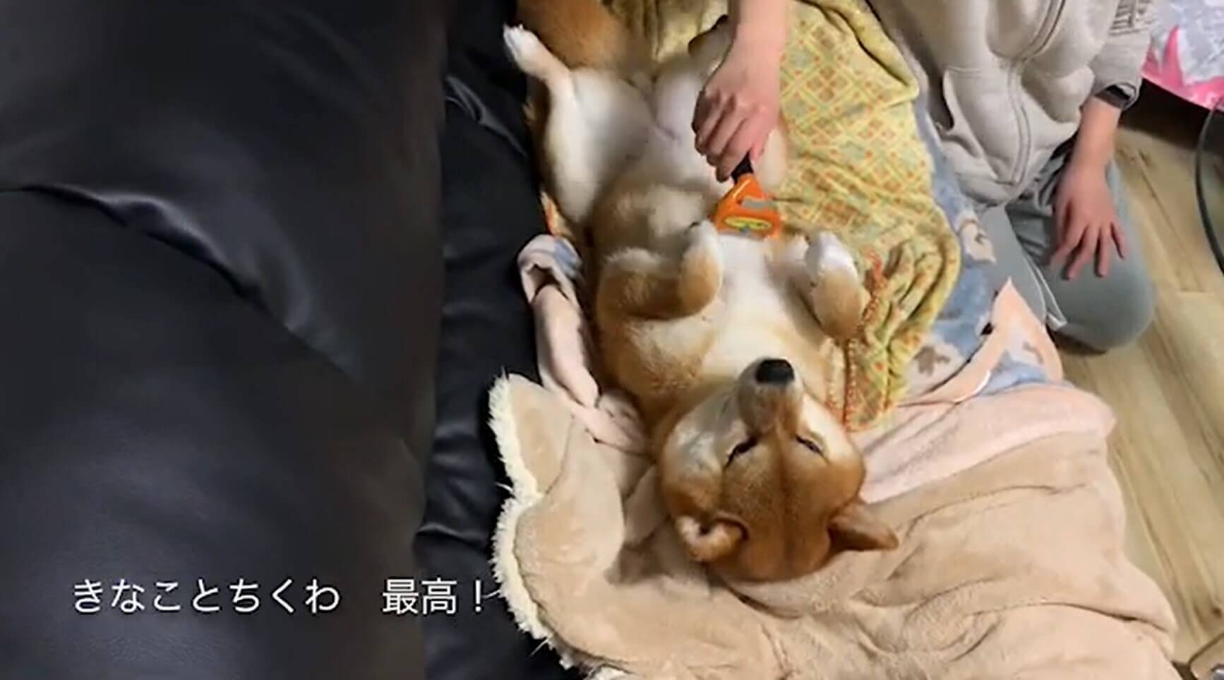 『よきよき…』ブラッシングで至福タイムの柴犬さん。止めるとモゾモゾ「終わり…？」って可愛すぎなの？【動画】