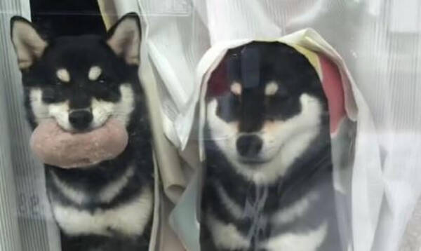 行っちゃヤダ と飼い主を追いかけ引き止めた柴犬パピー どれだけ控えめに言っても天使だったよ 動画 21年5月日 エキサイトニュース