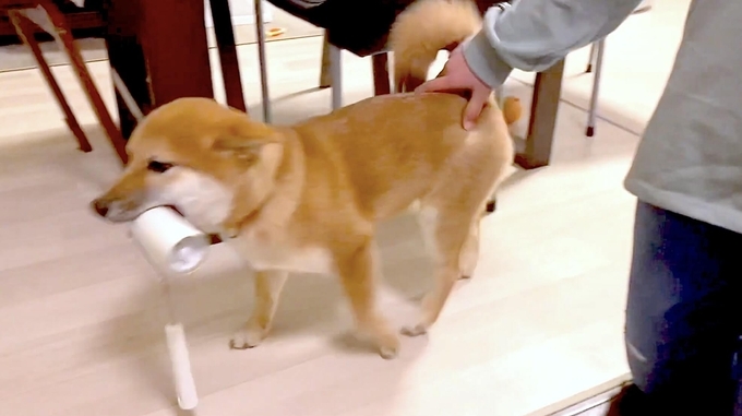 天使なの 何をしていても愛らしい柴犬の子犬は もう絶対この世で一番カワイイ生き物である ニヤニヤ注意 年1月日 エキサイトニュース