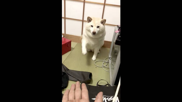 ｳﾞｩ お手をお願いすると めちゃキレながらしっかりやってくれる柴犬 可愛いかよ 動画 21年5月18日 エキサイトニュース