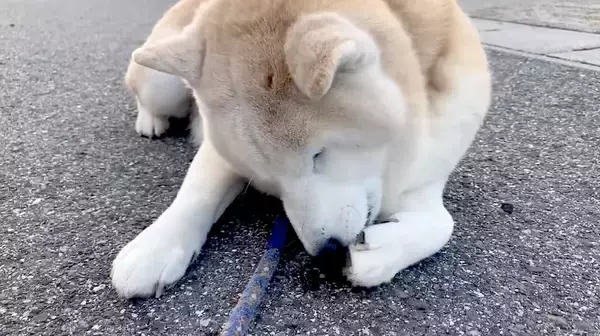 「日向ぼっこ中の猫に、場所を譲って欲しくて見つめる柴犬。アピり方が控えめすぎて一切伝わっていない模様…【動画】」の画像