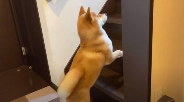 留守番を告げられしょぼしょぼとケージに向かう柴犬 背中の哀愁が強すぎてこっちが泣きたいレベルだった 動画 21年5月30日 エキサイトニュース