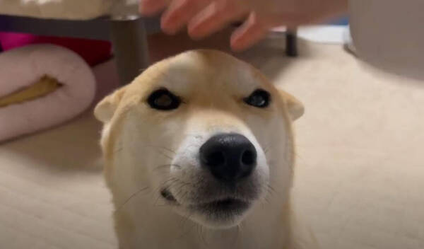 なでなでを察知した柴犬が ご丁寧にお耳を収納し 撫でやすいように事前準備 この瞬間が大好きだ 動画 21年6月26日 エキサイトニュース なでなでを察知した柴犬が ご丁寧にお耳を収納し 撫でやすいように事前準備 この瞬間が大好きだ 動画 21年6月26日 エキサイトニュース