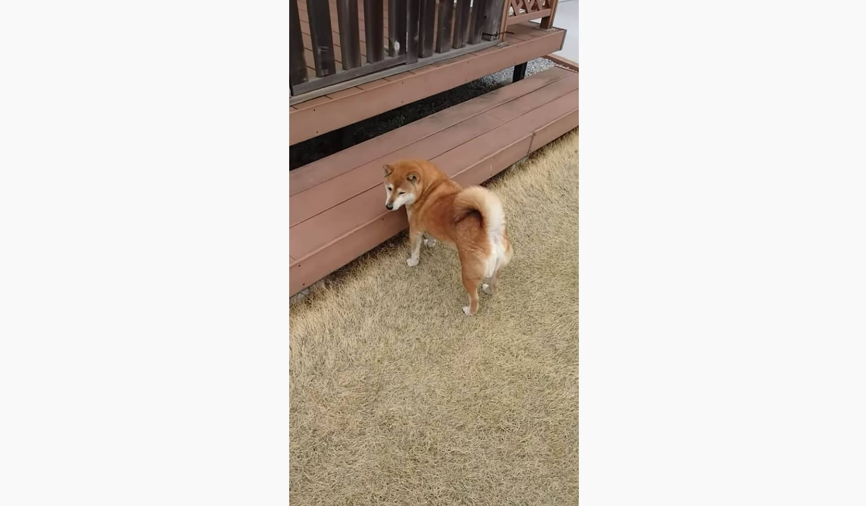 今日の天気が雨と知り絶望 感情を失った柴犬の表情が素直すぎて吹いた 散歩 当然行かん 動画 21年6月3日 エキサイトニュース