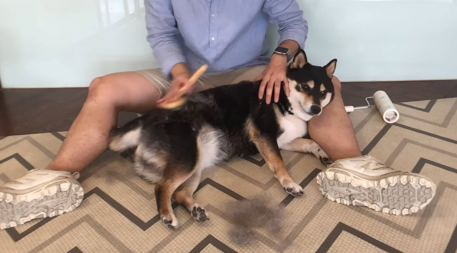 スポッ スポッ もはや無限にスポッ それが柴犬の換毛期 今年も絶賛 モフ脱ぎ捨て中の模様 動画 21年6月7日 エキサイトニュース