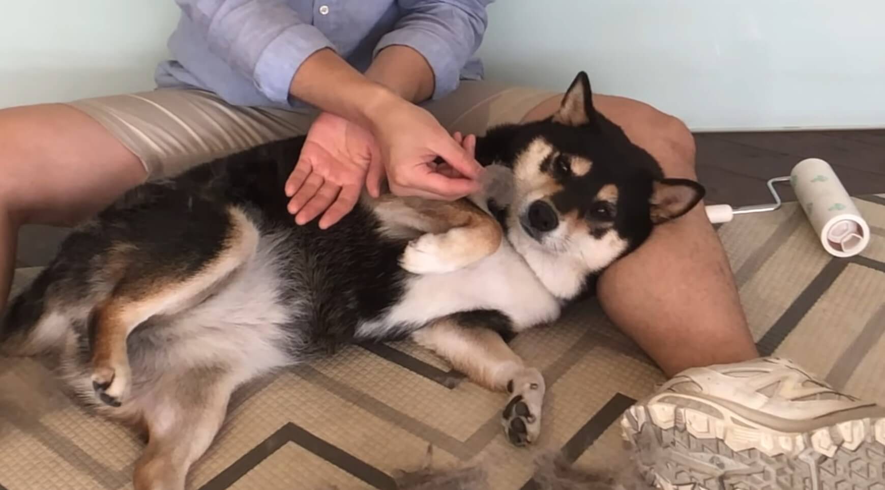 スポッ スポッ もはや無限にスポッ それが柴犬の換毛期 今年も絶賛 モフ脱ぎ捨て中の模様 動画 21年6月7日 エキサイトニュース